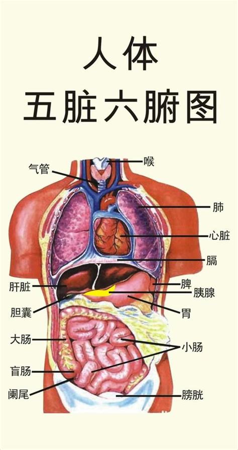 五臟六腑位置圖|你知道五臟六腑在你身體的哪個位置嗎？它們又起著怎。